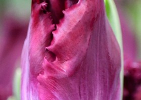 Tulipa Purple Crystal ® (4)